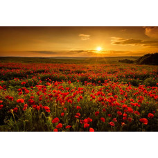 Fototapete einer Landschaft mit Mohnblumen, in der ein Feld voller Blumen bei einem wunderschönen Sonnenuntergang glänzt.