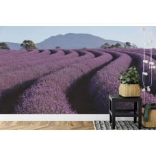 Ein Fototapete mit einem malerischen Lavendelfeld, abgebildet in einer Küche.