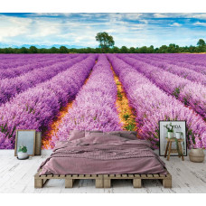 Eine Fototapete mit Lavendelblüten auf einer Heide in einer Wiesenlandschaft, zu sehen im Schlafzimmer.
