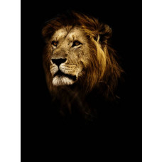 Vertikale Fototapete mit einem Löwen auf schwarzem Hintergrund, die seine imposante Präsenz unterstreicht.