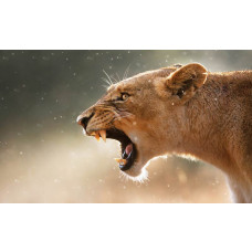 Fototapete mit einer Löwin, kräftiger Tierdruck.