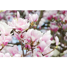 Fototapete mit Frühlingsblumen und Apfelblüte, frisch und natürlich.