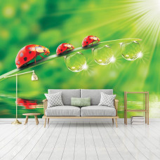 Eine Fototapete mit Marienkäfern in natürlicher Umgebung für das Wohnzimmer.