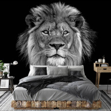 Fototapete eines Löwen in freier Wildbahn, ideal für das Schlafzimmer.