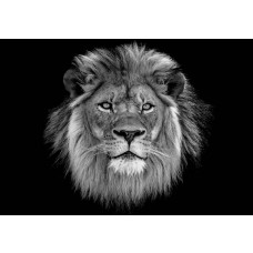 Nahaufnahme eines mächtigen Löwen in seinem natürlichen Lebensraum, Fototapete, die Stärke und majestätische Natur symbolisiert.