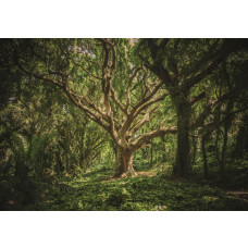 Eine Fototapete mit einem magischen Baum in einer Waldlandschaft, die im Schlafzimmer zu sehen ist.