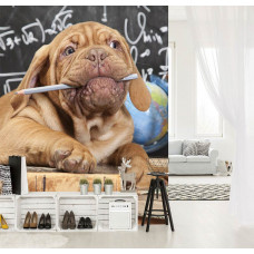 Eine Fototapete mit einem humorvollen Lehrerhund für das Wohnzimmer.