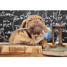 Fototapete mit einem Meisterhund aus der Tollwütigen Tierchaos-Kollektion, Lehrer für eine Klasse voller Kinder.