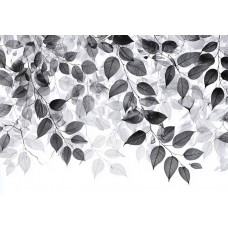Fotobehang met minimalistische bladeren in zwart-wit en grijstinten.