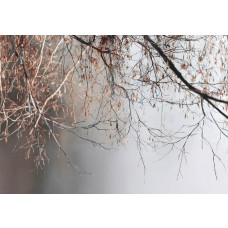 Fotobehang minimalistische boomtakken met fijne lijnen en lichte achtergrond.