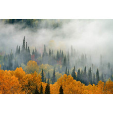 Nebel hängt über einem Herbstwald, mit bunten Blättern und hohen Bäumen auf dieser stimmungsvollen Fototapete.