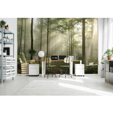 Fototapete mit nebligem Wald und Morgenlicht, sichtbar in einem professionellen Büro.
