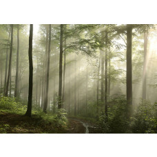 Fototapete mit einem nebligen Wald, in dem Sonnenstrahlen durch die Bäume fallen.