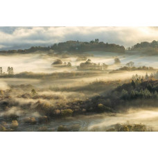 Fototapete mit einer nebligen Waldlandschaft, mit dichten Bäumen und einer ruhigen Naturumgebung.