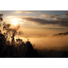 Nebellandschaft mit Bäumen und Wolken, Fototapete mit einer beruhigenden Naturdarstellung.
