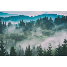 Fototapete mit nebligen Waldträumen, mit dichten Bäumen und einem weichen Nebel, der die Landschaft einhüllt.