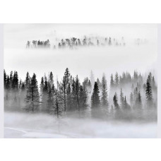 Eine Fototapete eines nebligen Morgens im Wald.