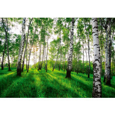Eine Fototapete eines mystischen Birkenwaldes, mit Bäumen und einer geheimnisvollen Atmosphäre.