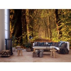 Eine Fototapete mit einem Waldweg zwischen hohen Bäumen, der scheinbar endlos weitergeht, mit einem tunnelartigen Effekt, der eine beeindruckende 3D-Perspektive in einem Geschäftsbüro schafft.