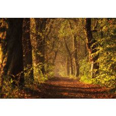 Eine Fototapete mit einem Waldweg zwischen hohen Bäumen, der scheinbar endlos weitergeht, mit einem tunnelartigen Effekt, der eine beeindruckende 3D-Perspektive schafft.