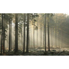 Fototapete eines mystischen Waldes, mit Sonnenstrahlen, die durch die Bäume scheinen und einem weichen Nebel, der den Wald bedeckt.