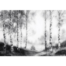 Fotobehang met een nevelig berkenbos waar de witte stammen deels verdwijnen in de mistige achtergrond.