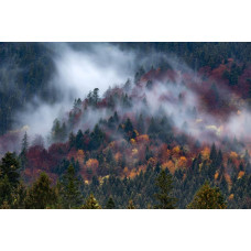 Eine neblige Bergoase mit Nebel, der den Wald und die Berge bedeckt, eingefangen auf einer naturalistischen Fototapete.
