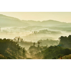Fototapete von einer nebligen Waldlandschaft, in der neblige Ruhe den Wald und die Berge in eine mystische Atmosphäre hüllt.