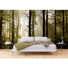 Eine Fototapete eines morgendlichen Waldes mit strahlendem Sonnenaufgang und Sonne durch die Bäume in einem Schlafzimmer.