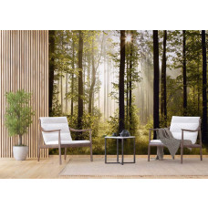 Eine Fototapete eines morgendlichen Waldes mit strahlendem Sonnenaufgang und Sonne durch die Bäume in einem Wohnzimmer.