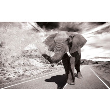 Fototapete eines Elefanten in Aktion, mit einem dynamischen und kraftvollen Look.