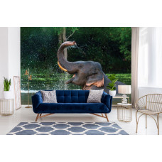 Fotobehang Olifant in het water, met een olifant die speelt in het water en spetters veroorzaakt door het zwaaien met zijn slurf in een woonkamer.