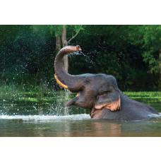 Fotobehang Olifant in het water, met een olifant die speelt in het water en spetters veroorzaakt door het zwaaien met zijn slurf.