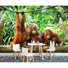 Eine Fototapete mit einer lebendigen Darstellung von Orang-Utans im Dschungel, geeignet für ein Spielzimmer.