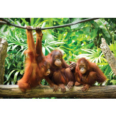 Orang-Utans im Dschungel, Fototapete mit Tieren wie Affen in einer natürlichen Waldlandschaft.