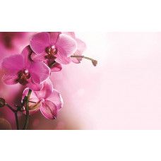 Orchideenblüten, rosa Fototapete mit einem beruhigenden und eleganten Look.