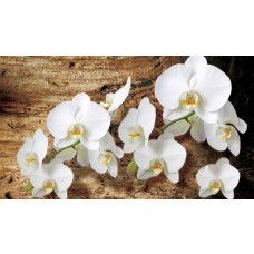 Fototapete mit Orchideen vor einem Baumhintergrund, perfekt für einen ruhigen Raum.