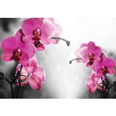 Orchideen in Rosatönen, natürlich wiedergegeben auf einer Fototapete für einen ruhigen Garten-Look.