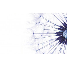 Blaue Pusteblumen, Natur-Fototapete mit einer heiteren und beruhigenden Atmosphäre.