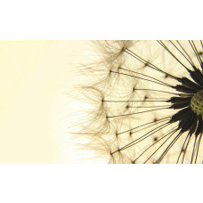 Gelbe Pusteblumen, Fototapete mit einem verspielten und abstrakten Design von Blumen und Natur.