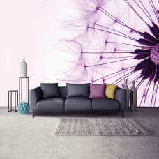 Fototapete Löwenzahn Rosa