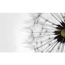 Weiße Pusteblumen, Natur-Fototapete mit einem beruhigenden und beruhigenden Look.