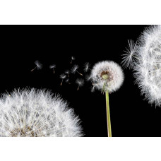 Fototapete mit Pusteblumen, ideal für einen von der Natur inspirierten Raum.