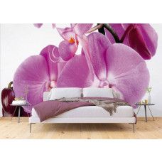 Fototapete einer lila blühenden Orchidee mit violetten Blumen im Schlafzimmer.