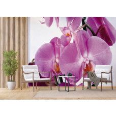 Fototapete einer lila blühenden Orchidee mit violetten Blumen im Wohnzimmer.
