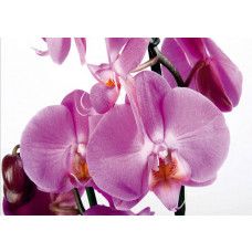 Fototapete einer lila blühenden Orchidee mit violetten Blumen.