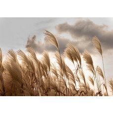 Pampasgras in voller Blüte auf einer beruhigenden Vliestapete, mit weichen Texturen und einem natürlichen Look.