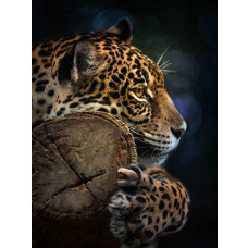 Fototapete mit einem Panther im Wald, mit einem Leoparden, Tiger und Jaguar in einer natürlichen Umgebung.