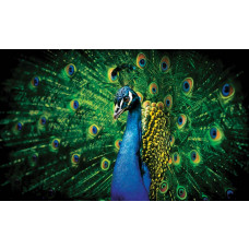 Fototapete von einem Pfau mit grünen Federn, mit einem Fokus auf den eleganten Vogel.