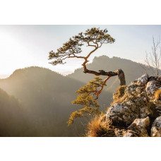 Fototapete des Pieniny-Gebirges mit Blick auf das Sokolica-Gebirge und die umliegenden Wälder.
